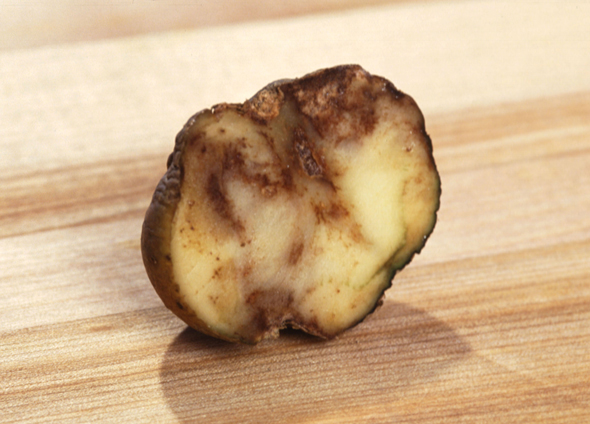 תפוח אדמה נגוע בכימשון. נזקים של מיליארדי דולרים בכל שנה, צילום: wikipedia