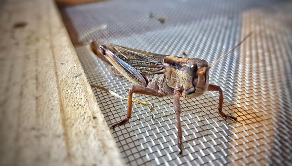 Grasshopper. Photo: Hargol FoodTech