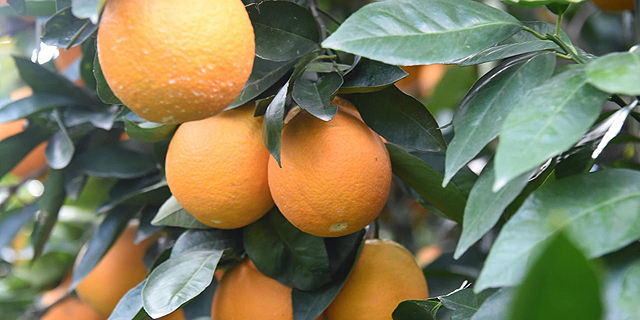 מתפוזים ועד הגדלת היצוא: האמת מאחורי ההתרברבות של בנימין ויאיר נתניהו