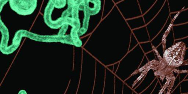 Startup Says It Is First to Copy Spider’s Silk Spinning Process