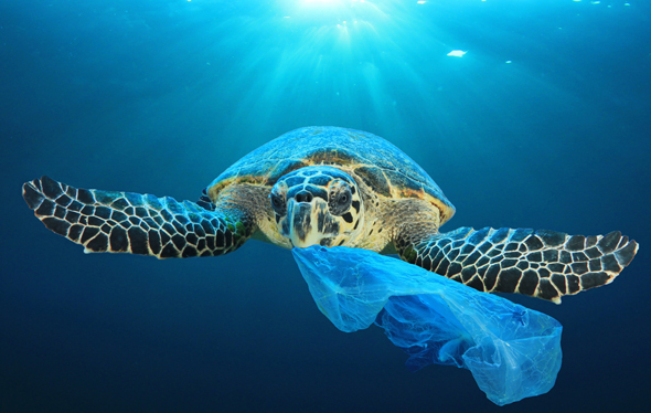 צב ים ושקית פלסטיק צפה באוקיאנוס