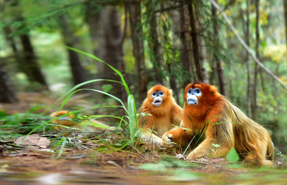 קוף קופים ג'ונגל טבע יער, צילום: שאטרסטוק