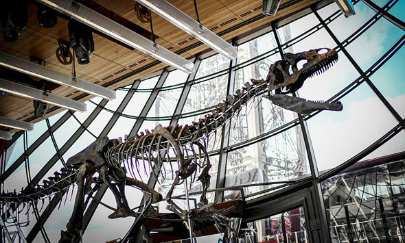 שלד הדינוזאור שנמכר במכירה פומבית, צילום: איי אף פי