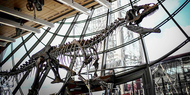 מי רוצה דינוזאור בבית? שלד ענק נמכר לקונה פרטי ב-2 מיליון דולר