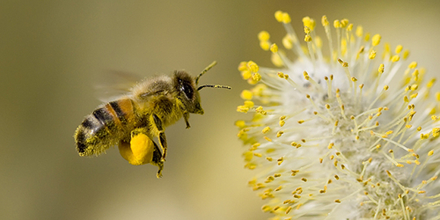 החיים דבש: אובמה הציג תוכנית להצלת מושבות הדבורים