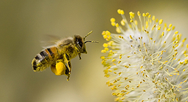 Pollination (illustration). Photo: Shutterstock