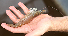Shrimp. Photo: Amit Sha'al