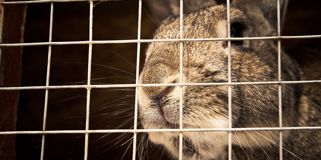 התוכנה תשחרר את בעלי החיים - לפחות בעולם המערבי, צילום:שאטרסטוק