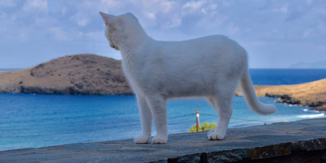חובבי חתולים? קבלו חופשת חינם באי יווני קסום