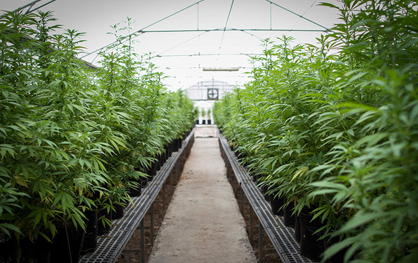 Cannabis greenhouse. Photo: Pavlina Schultz