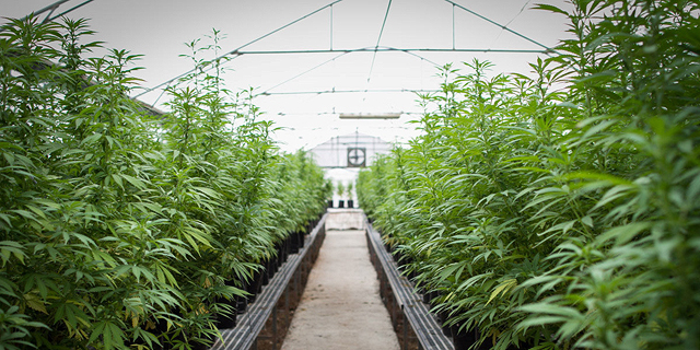 After a Year of Disappointments, the Israeli Cannabis Industry Pins its Hopes on 2020