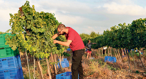 מלימודי ייצור היין. 35–95 אלף שקל לשנה