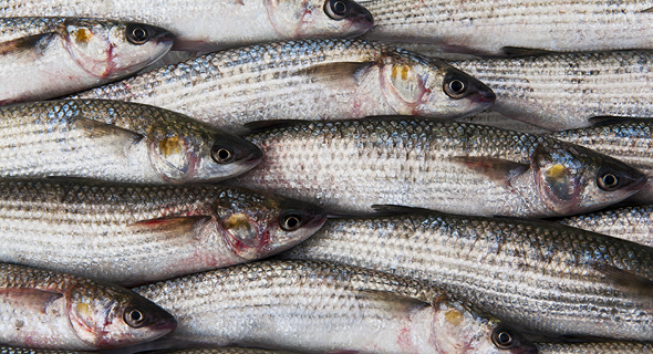 Fish (illustration). Photo: Shutterstock