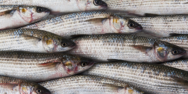 אוכל בזמן: מתכונים מרעננים לדג בורי