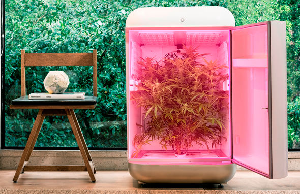 Seedo's home farming device. Photo: Raz Menashe