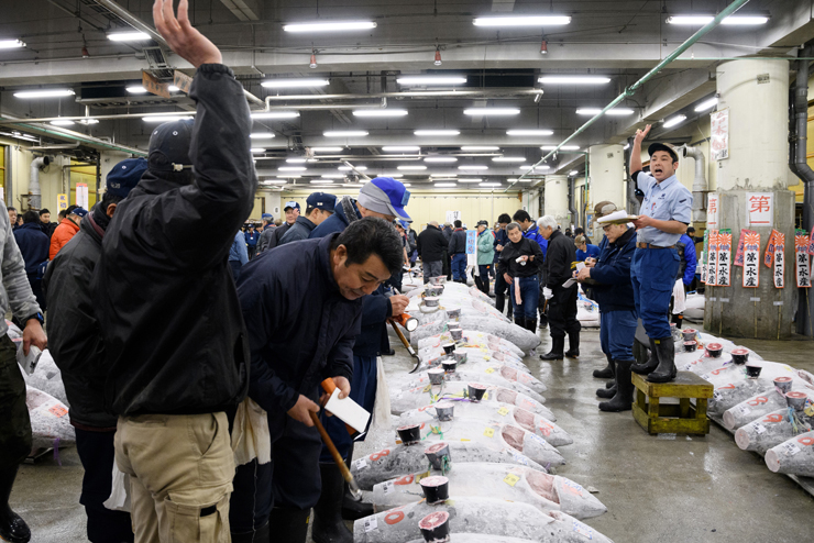 הקניינים, בעלי המסעדות, בודקים את איכות דגי הטונה המוצעים למכירה פומבית, צילום: בלומברג