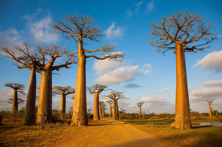 עצי באובב במדגסקר 