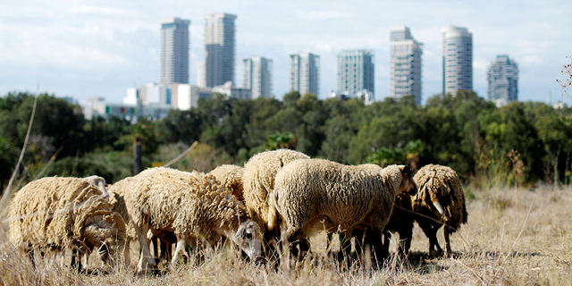 In Tel Aviv, a Herd of Sheep Is Helping the City Bloom