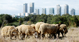 Tel Aviv's urban sheep herd. Photo: Amit Sha'al