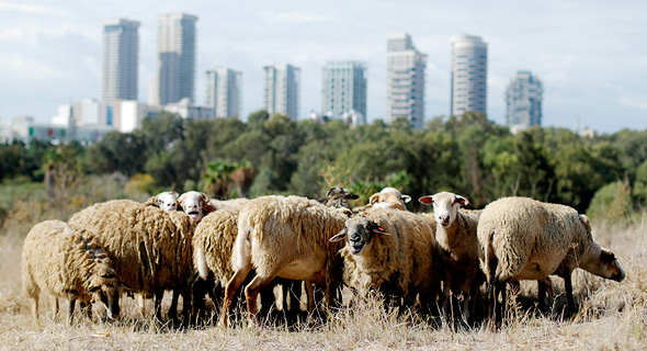 Tel Aviv's urban sheep herd. Photo: Amit Sha'al