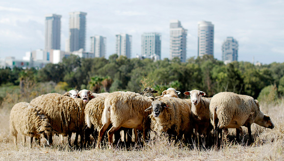 עדר כבשים בחווה החקלאית תל אביב, צילום: עמית שעל