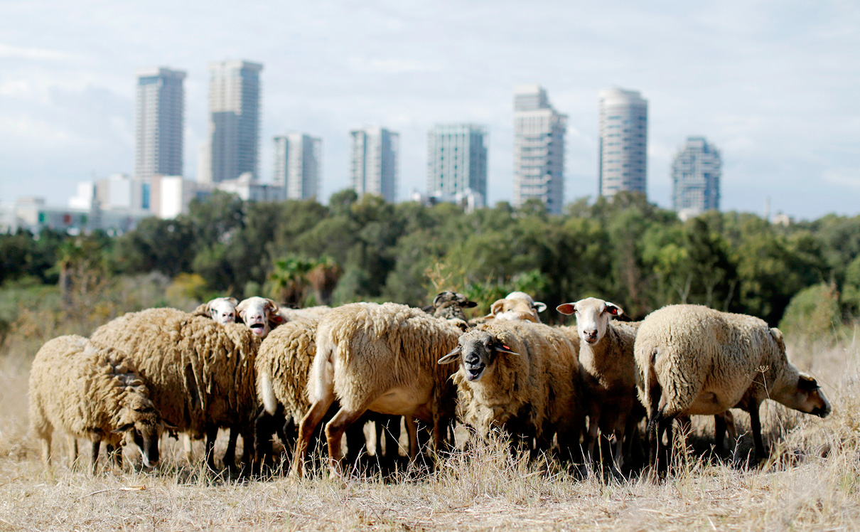 עדר כבשים רועה בת"א, צילום: עמית שעל