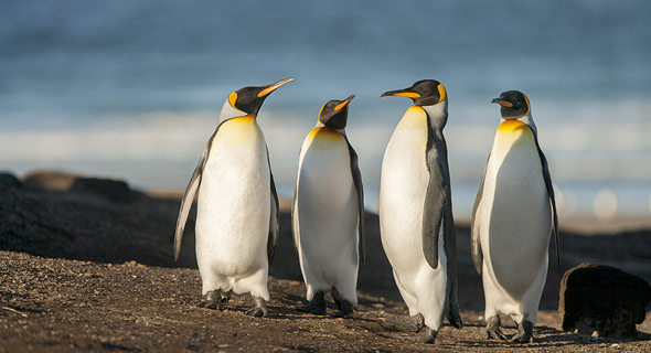 פינגווינים באי