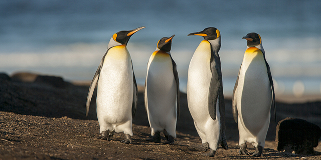 למכירה: אחד מאיי פוקלנד - עם המון פינגווינים 