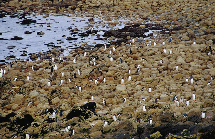 אוכלוסיית פינגווינים ענקית באי , צילום: גטי אימג