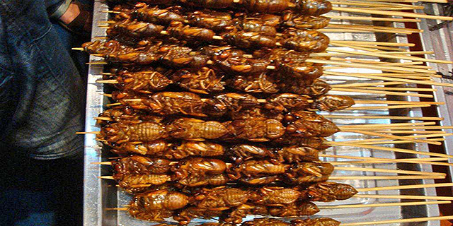 מקקים מטוגנים בסין, צילום: steemkr