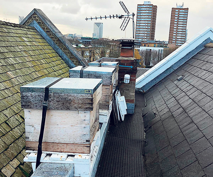 כוורות על גגות בלונדון