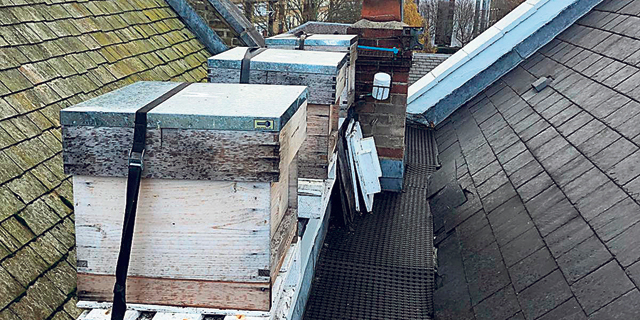 Beehives on a London rooftop. Photo: Asaf Lev