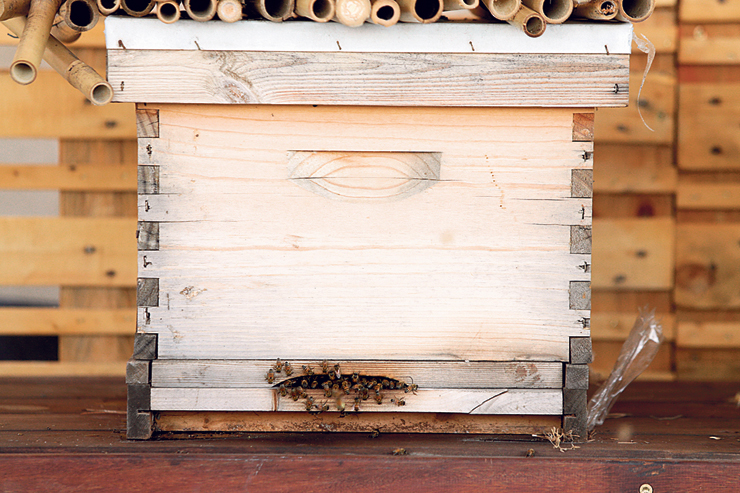 הכוורת בגג של דיזינגוף סנטר. לפחות 30% מהדבורים בעולם נכחדו ב־50 השנה האחרונות 