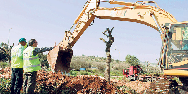 בגלל האצת הבנייה: משרד החקלאות מקצר את הדרך לכריתת עצים 