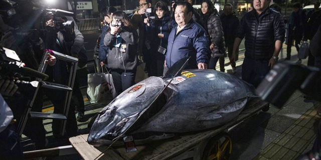 דג יקר: טונה במשקל 278 ק&quot;ג נמכרה ב-3 מיליון דולר