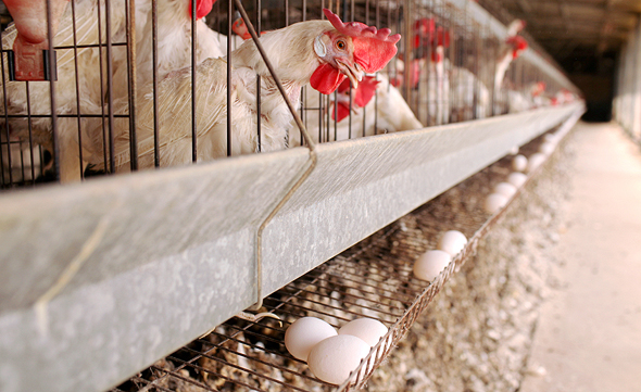 לול תרנגולות, צילום: עמית שעל