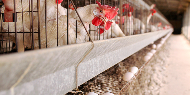 מפלה לקואליציה: הכנסת ביטלה את הצווים להפחתת המכסים על ביצים