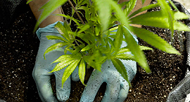 Cannabis. Photo: Reuters
