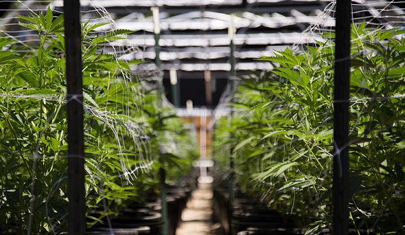 Cannabis farm. Photo: Shutterstock