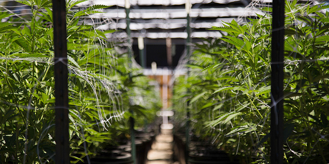 Cannabis Company Panaxia Raises NIS 11.5 Million in Shelf Offering