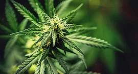 Medical cannabis (illusration). Photo: Shutterstock