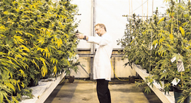 Growing cannabis. Photo: Bloomberg