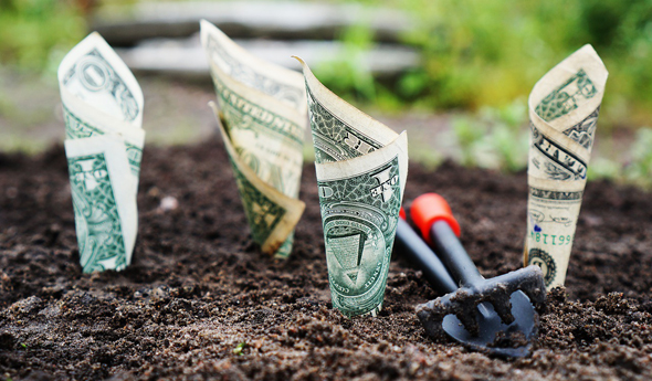 Growing money. Photo: Pixabay