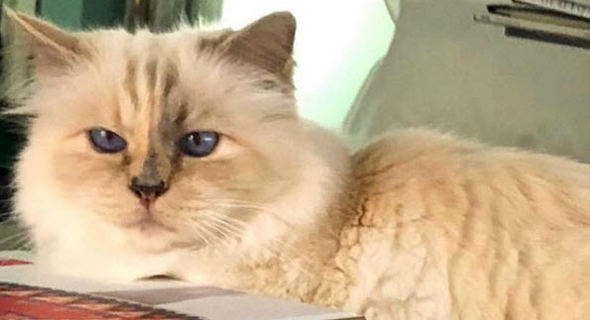 שופט החתולה. אהבתו של לגרפלד, צילום: Instagram / choupettesdiary