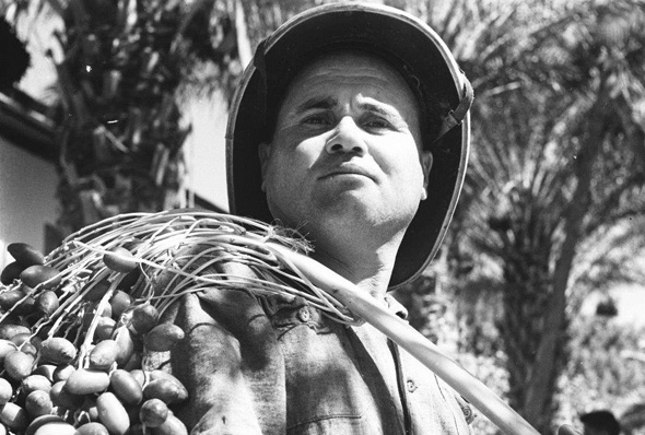 A date farmer in Kibbutz Degania. Photo: Wikimedia/Israel State Archives