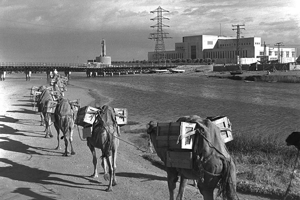 A convoy of camels near Tel Aviv