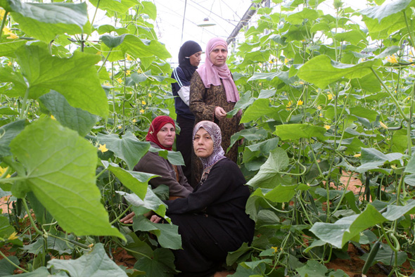 נשים ערביות עובדות בחקלאות