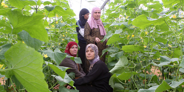 נשים ערביות עובדות בחקלאות, צילום: נמרוד גליקמן 