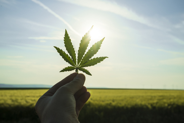 Cannabis. Photo: Shutterstock