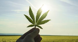 Cannabis. Photo: Shutterstock